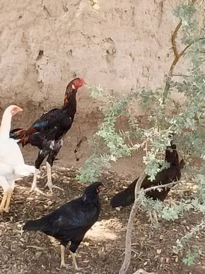 Heera Aseel female and 1 Sindhi long legs murga
