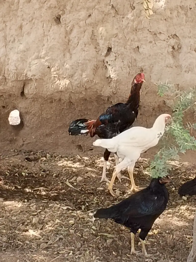 Heera Aseel female and 1 Sindhi long legs murga — photo 2
