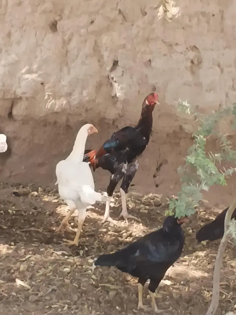 Heera Aseel female and 1 Sindhi long legs murga — photo 3