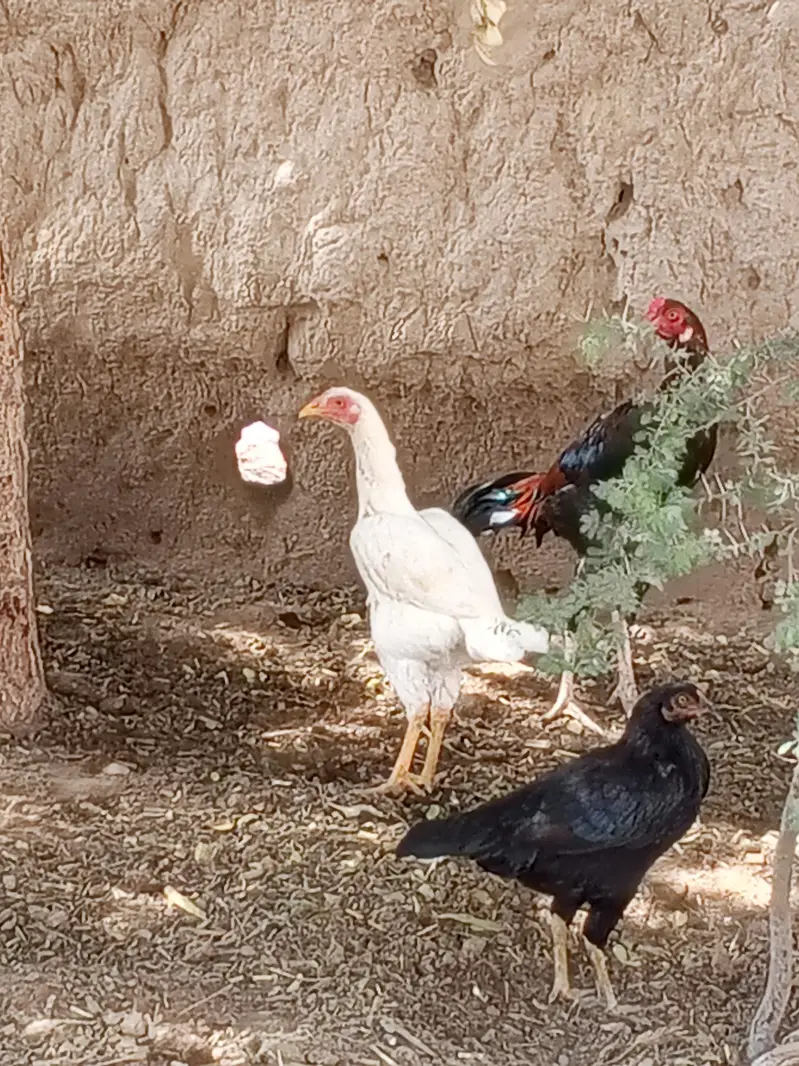 Heera Aseel female and 1 Sindhi long legs murga — photo 4