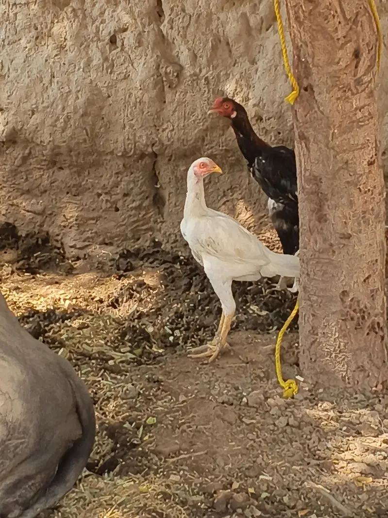 Heera Aseel female and 1 Sindhi long legs murga — photo 5