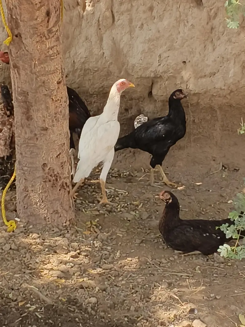 Heera Aseel female and 1 Sindhi long legs murga — photo 6
