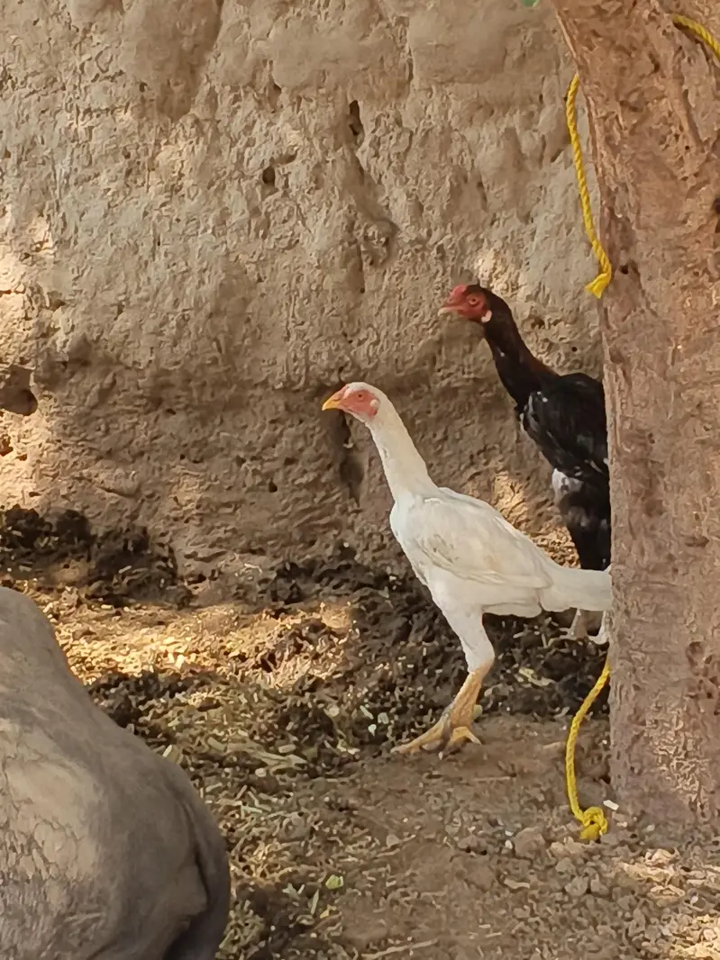 Heera Aseel female and 1 Sindhi long legs murga — photo 7