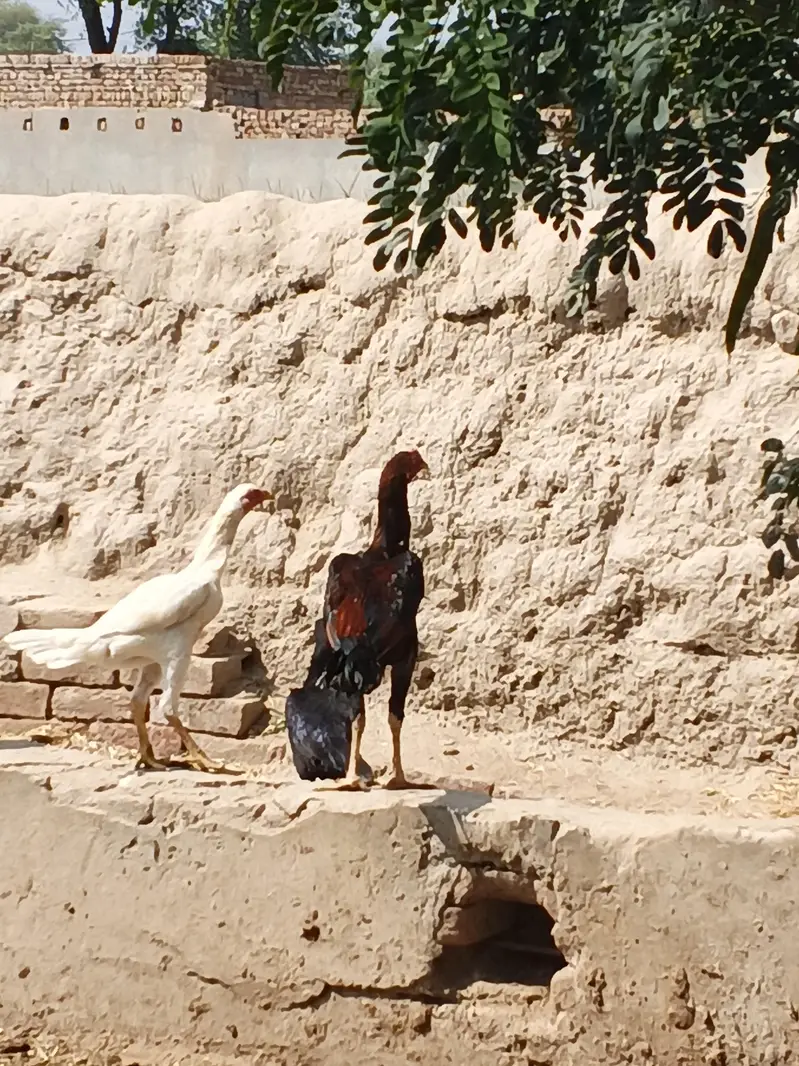 Heera Aseel female and 1 Sindhi long legs murga — photo 8