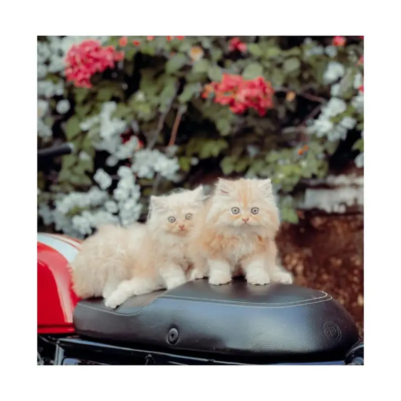cash on delivery available Persian punch face cat kitten — photo 4