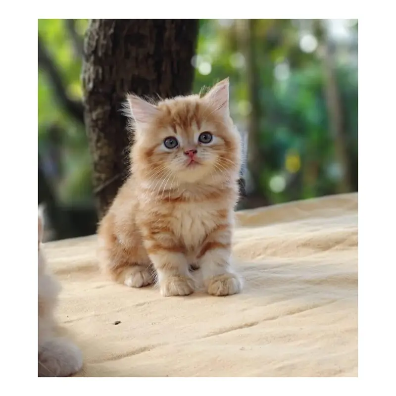 cash on delivery available Persian punch face cat kitten — photo 10