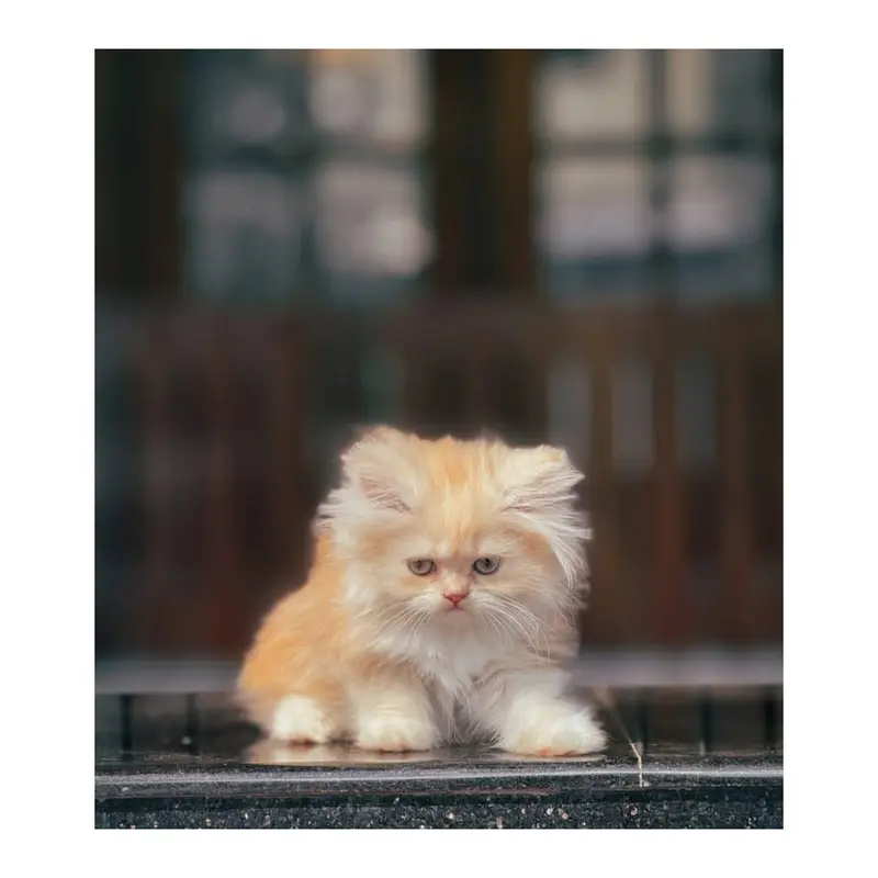 cash on delivery available Persian punch face cat kitten — photo 11