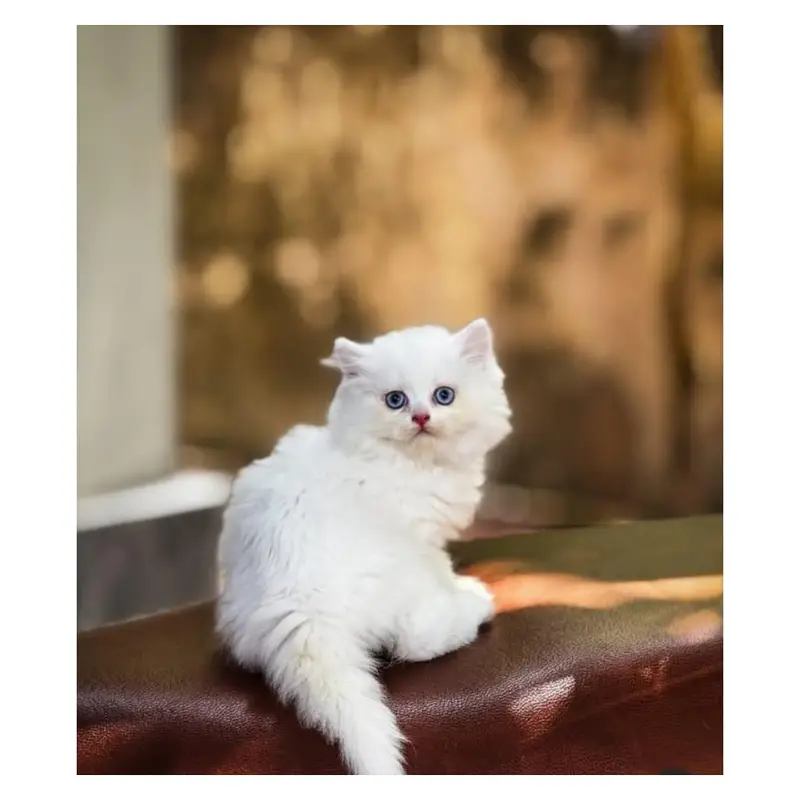 cash on delivery available Persian punch face cat kitten — photo 12