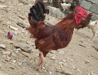 RIR Pure Yellow leg Male