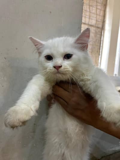 Persian kitten female urgent sale  03487828208 whatsapp