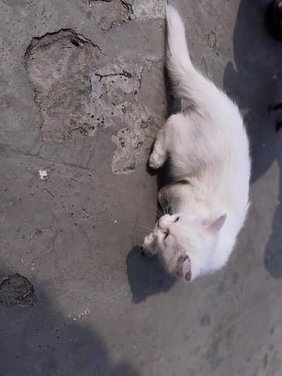 Persian kitten female urgent sale  03066874250 whatsapp