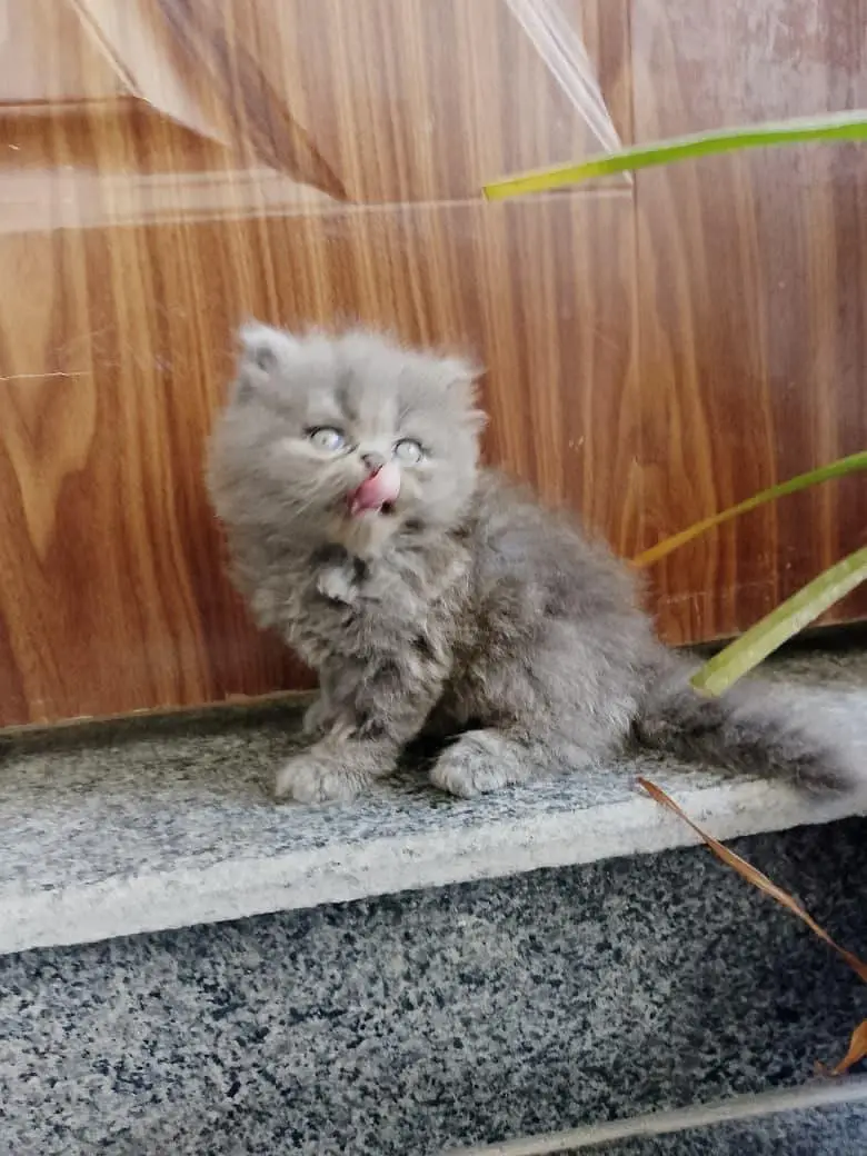 cash on delivery available Persian punch face cat kitten — photo 8