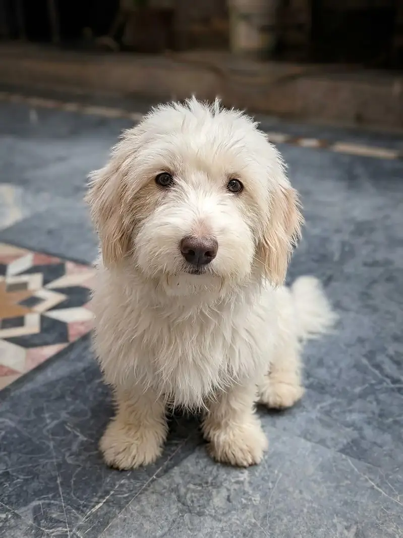 Original Poodle for Sale — photo 2