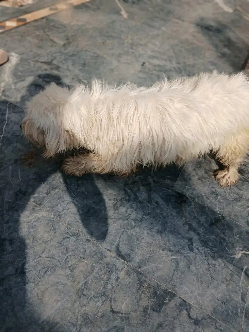 Original Poodle for Sale — photo 3