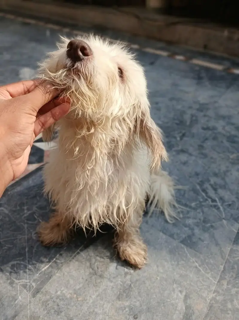 Original Poodle for Sale — photo 4