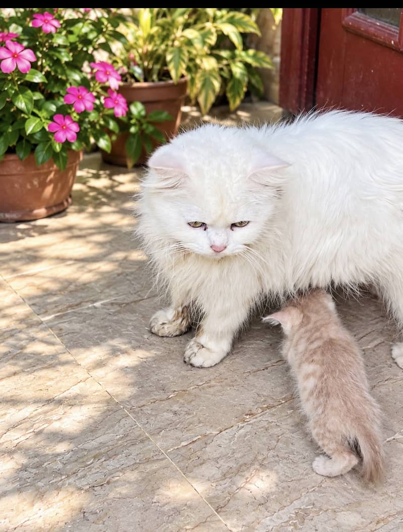 home based cat 1