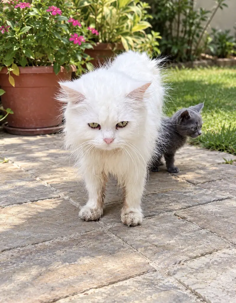 home based cat — photo 3