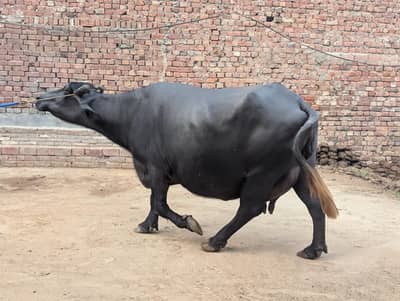 bafli for sale