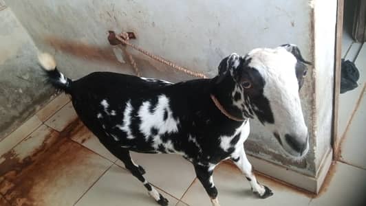 female goat