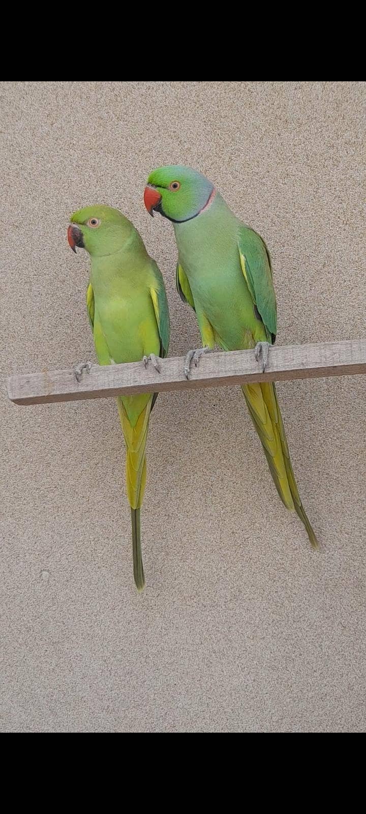 parrot pair 0