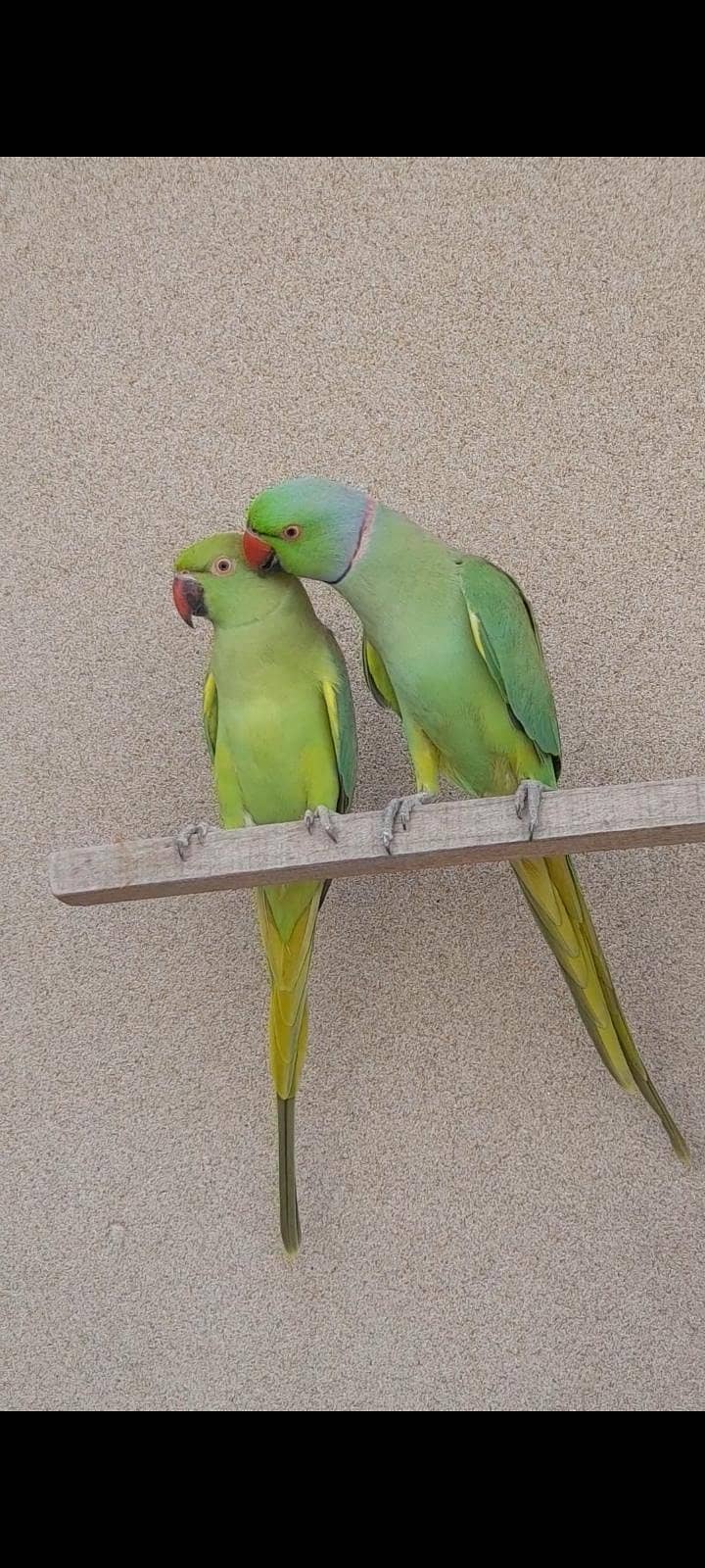 parrot pair 1