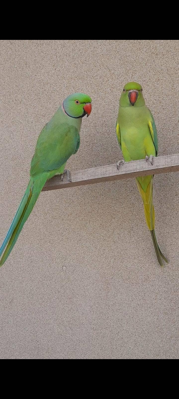 parrot pair 2