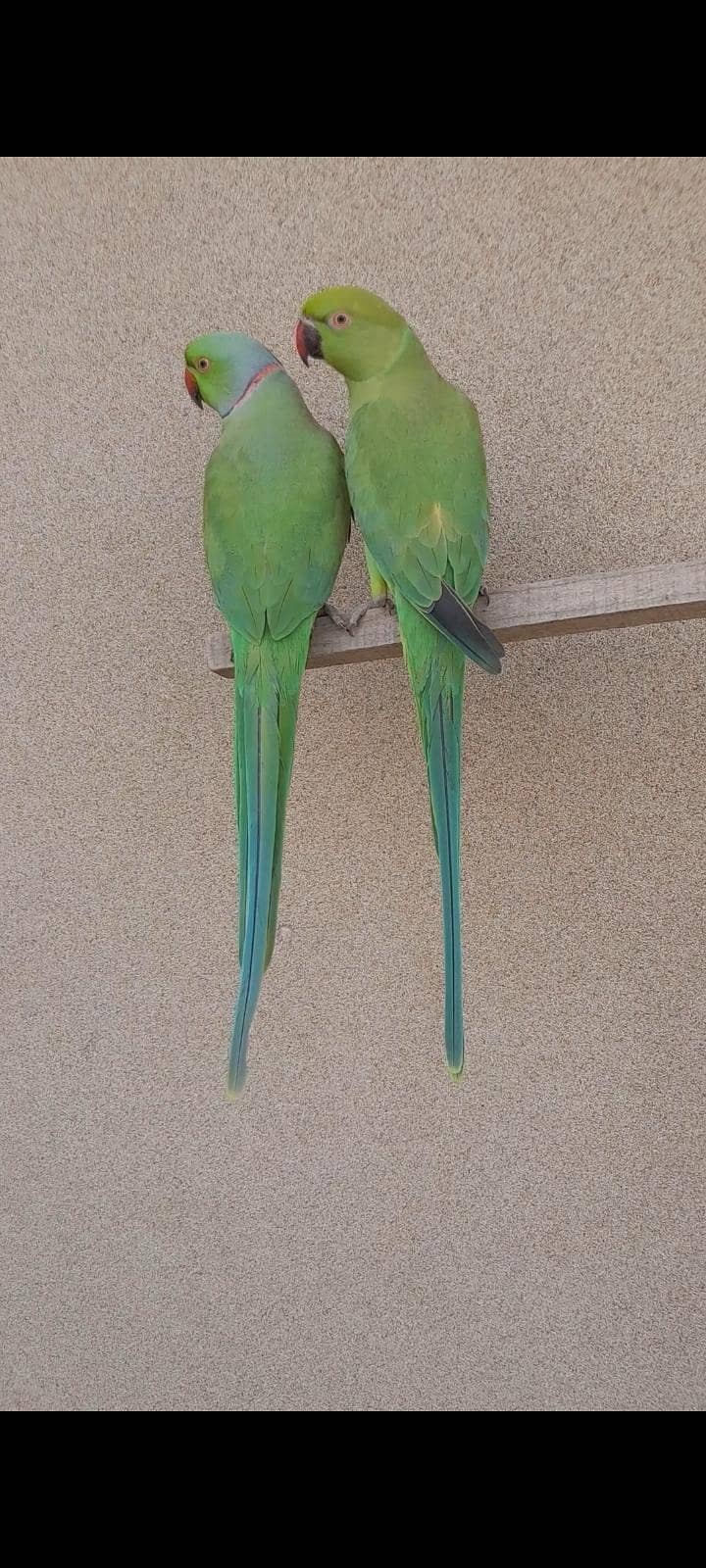 parrot pair 3