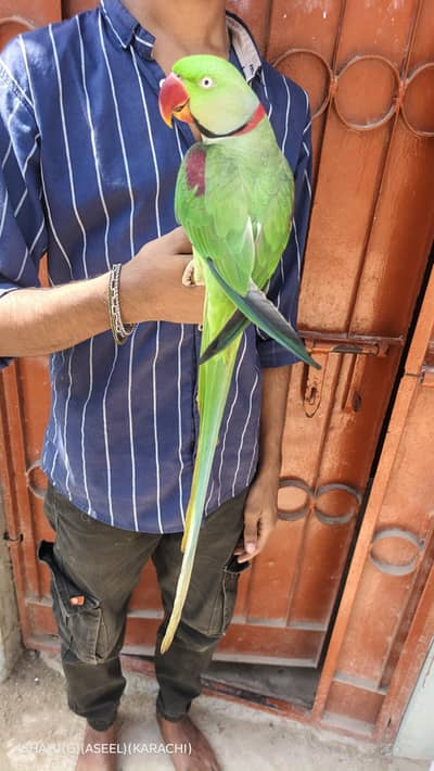 kashmiri raw parrot full handtam full talking full friendly jambo size