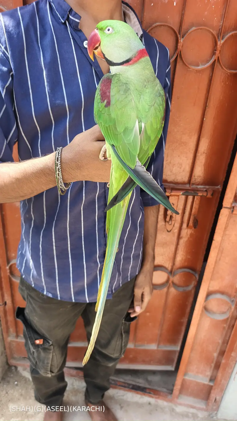 kashmiri raw parrot full handtam full talking full friendly jambo size — photo 2