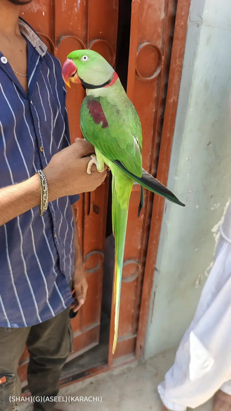 kashmiri raw parrot full handtam full talking full friendly jambo size — photo 3