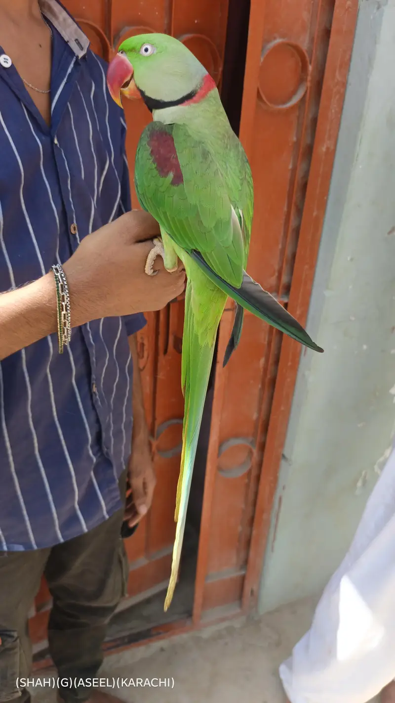 kashmiri raw parrot full handtam full talking full friendly jambo size — photo 4