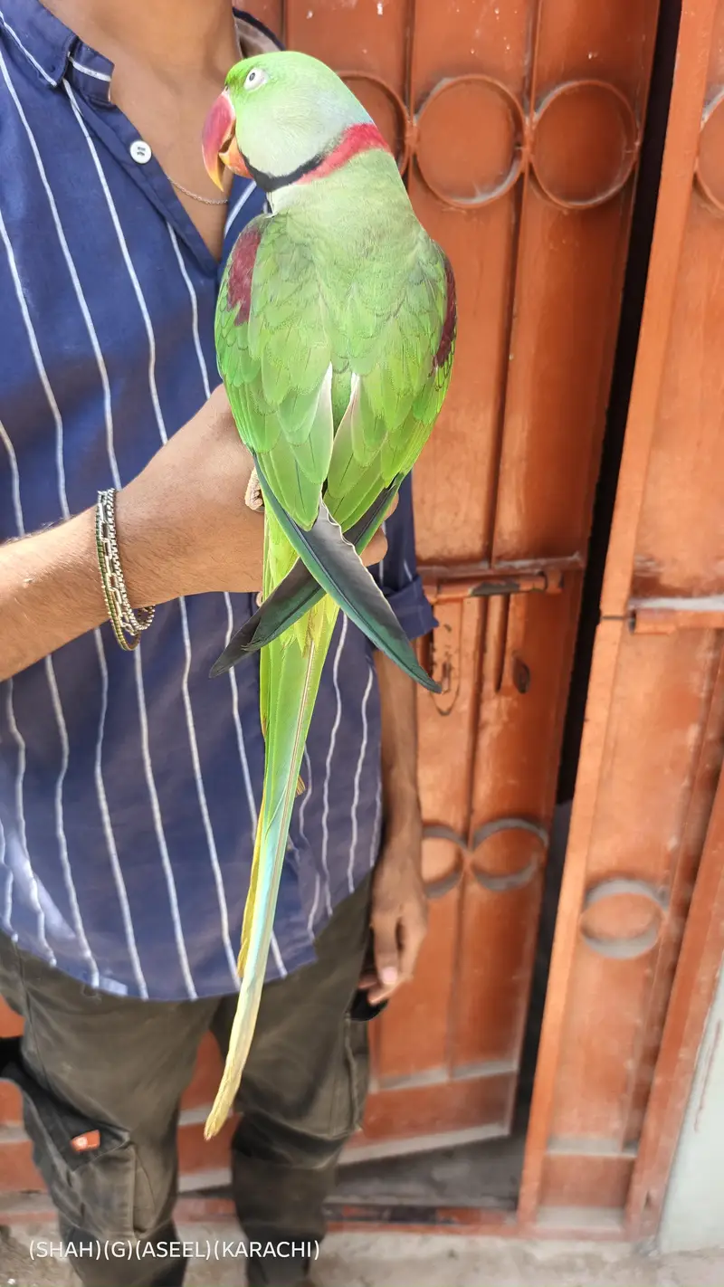 kashmiri raw parrot full handtam full talking full friendly jambo size — photo 5