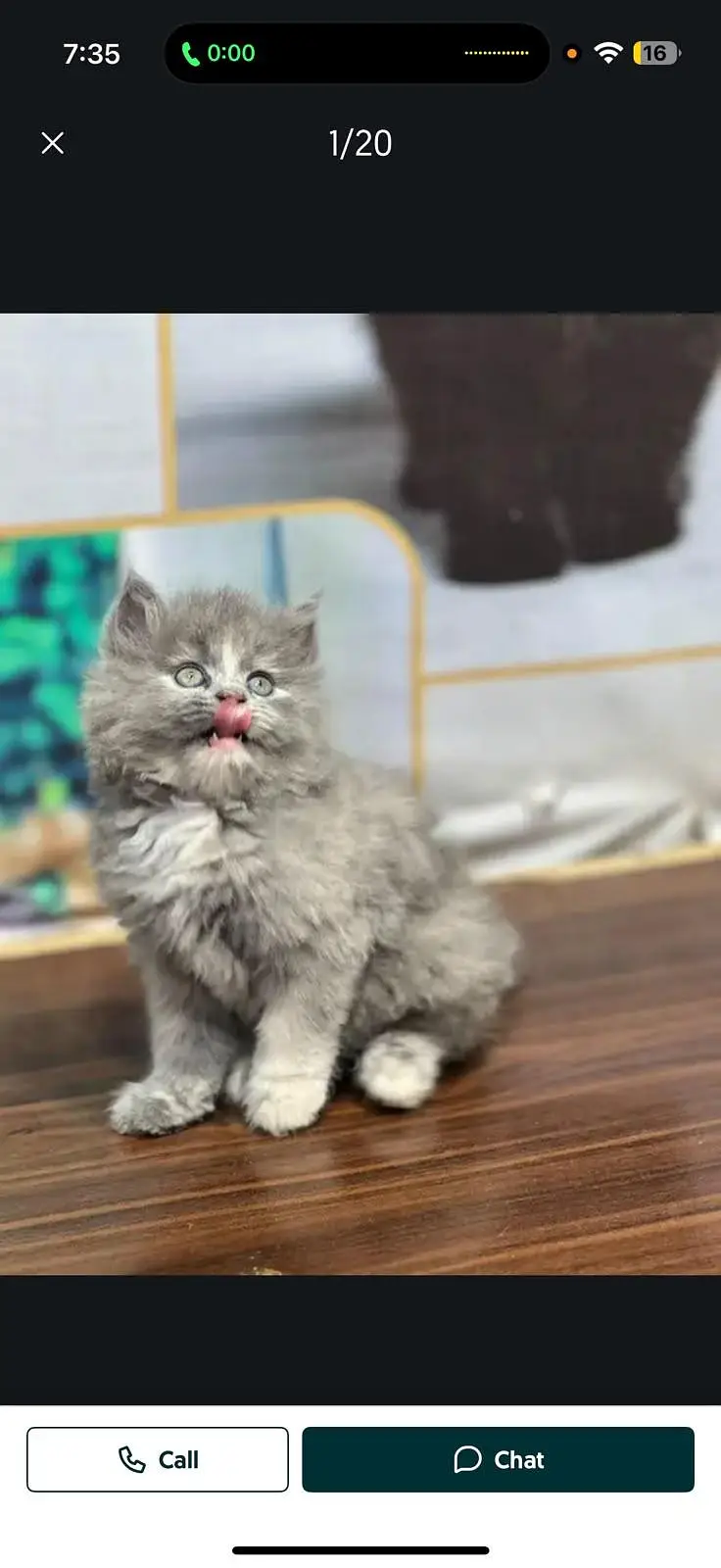 cash on delivery available Persian punch face cat kitten — photo 2