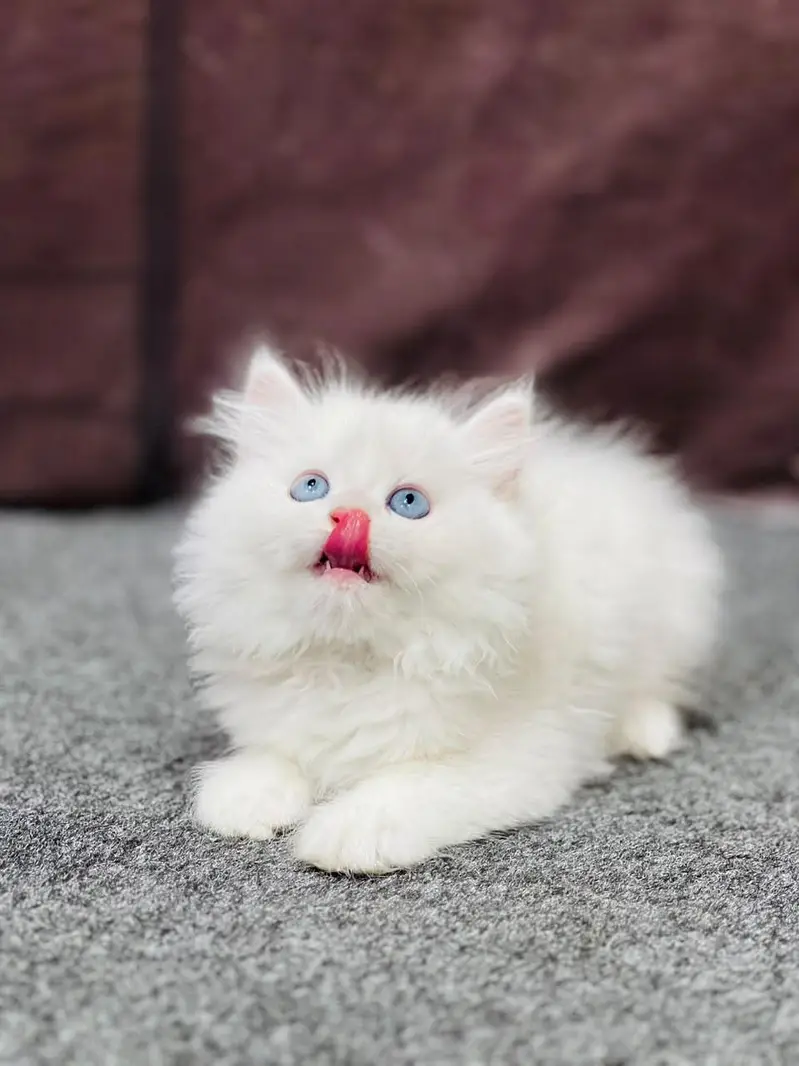 cash on delivery available Persian punch face cat kitten — photo 3