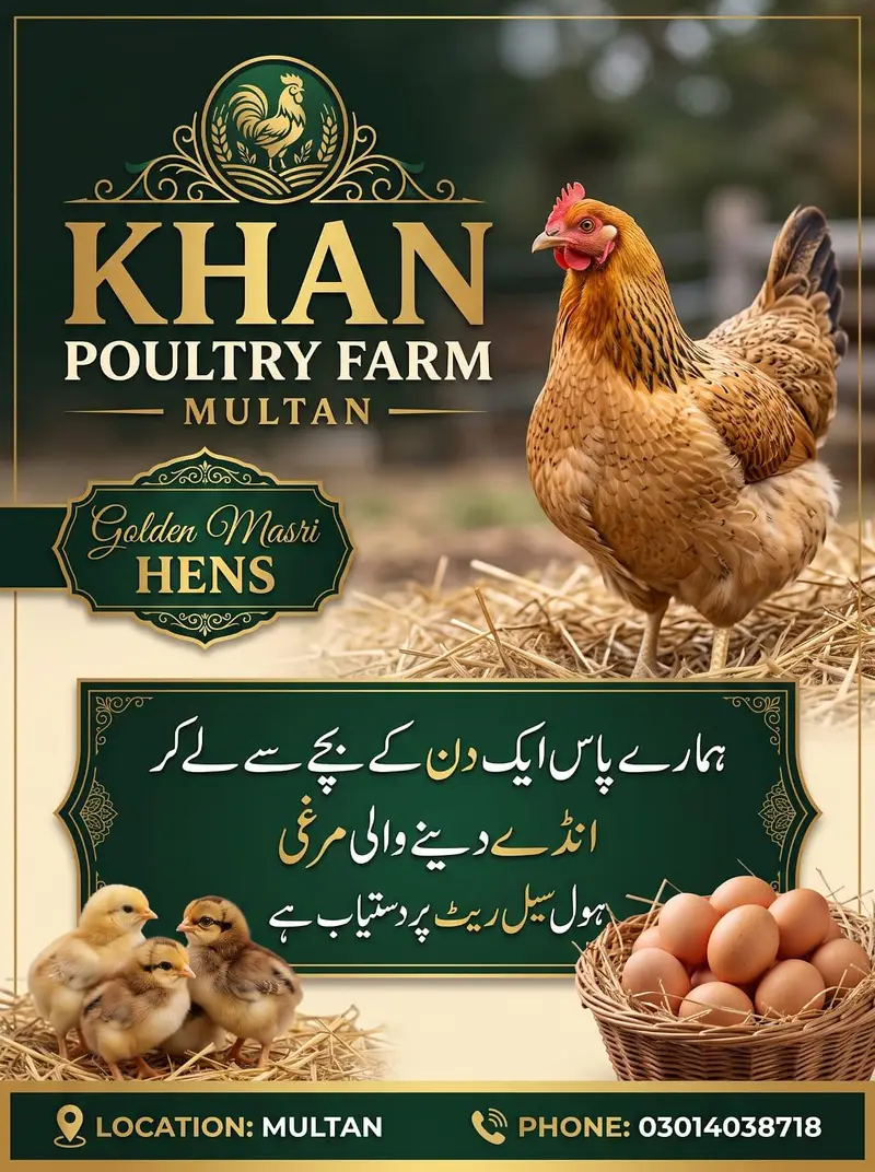 Golden maisi hens available 03014038718 — photo 5