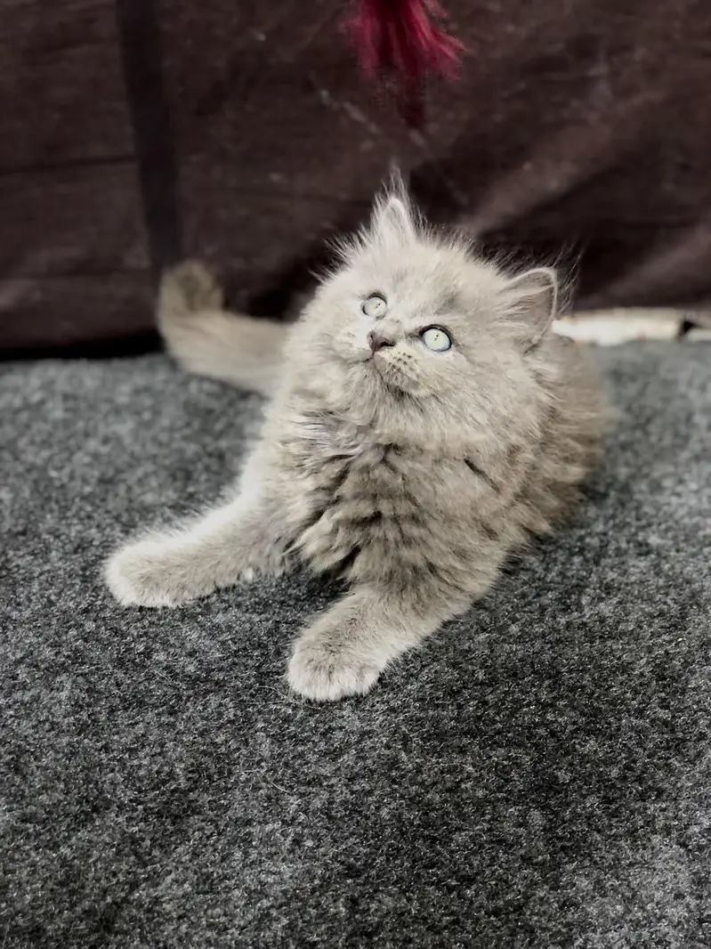cash on delivery available Persian punch face cat kitten — photo 2