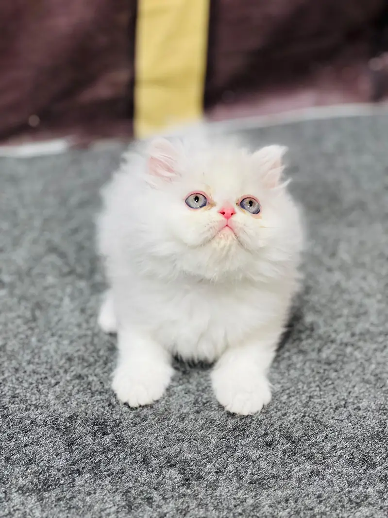 cash on delivery available Persian punch face cat kitten — photo 4