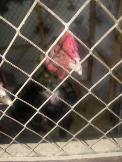 Aseel pair for sale healthy and active