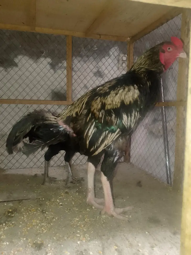 Aseel pair for sale healthy and active — photo 3