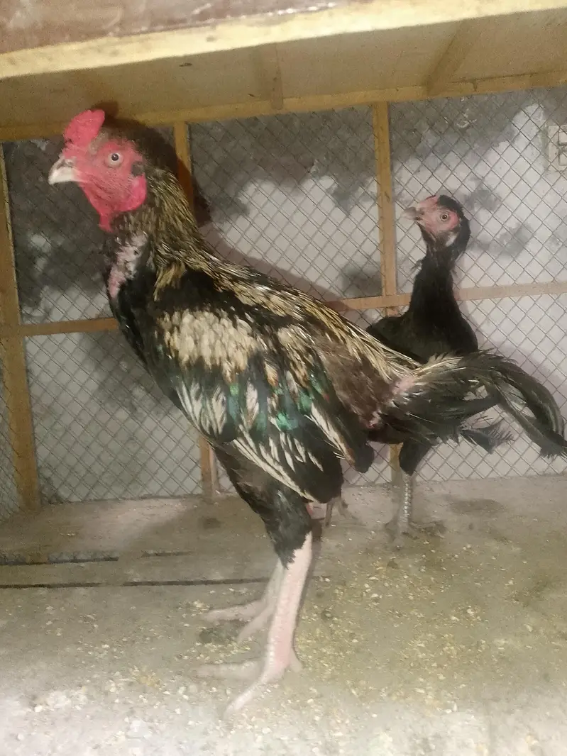 Aseel pair for sale healthy and active — photo 4