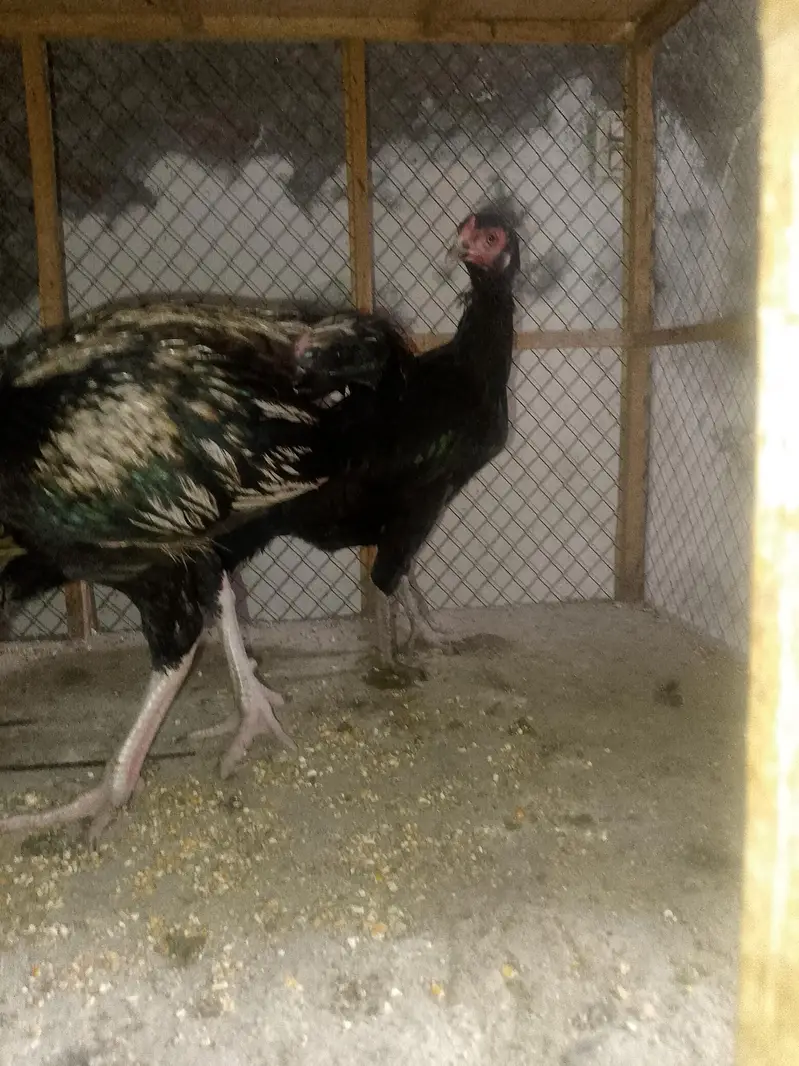 Aseel pair for sale healthy and active — photo 5