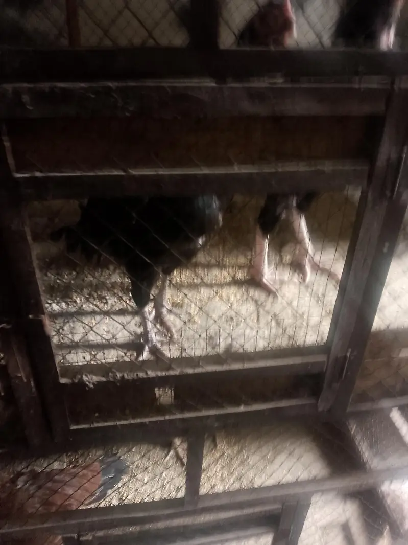 Aseel pair for sale healthy and active — photo 8