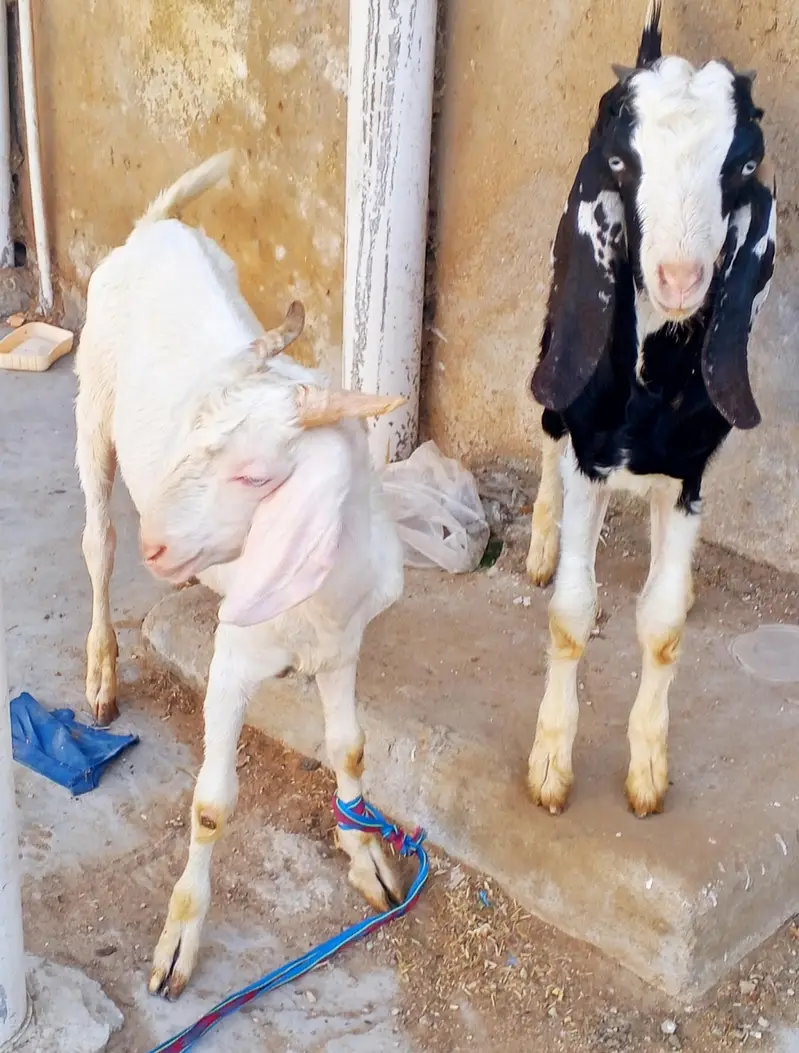 7 month Bakron ki jori — photo 2