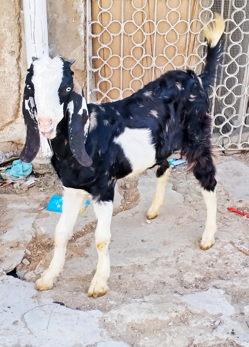 7 month Bakron ki jori — photo 3