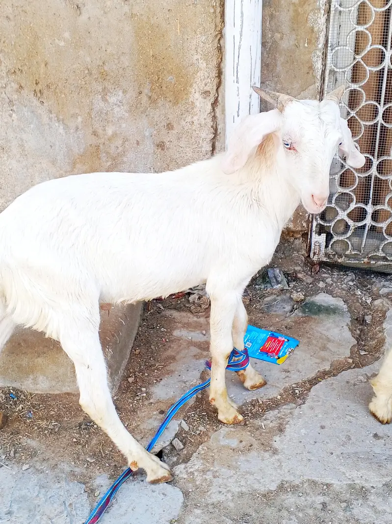 7 month Bakron ki jori — photo 4