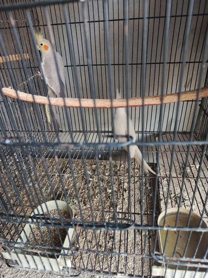 king size breeder cocktail pair for sale — photo 4