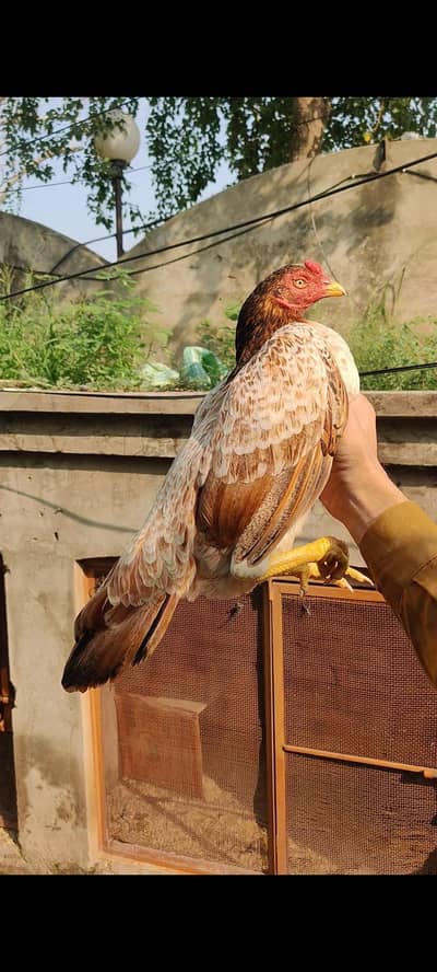 Home breed aseel