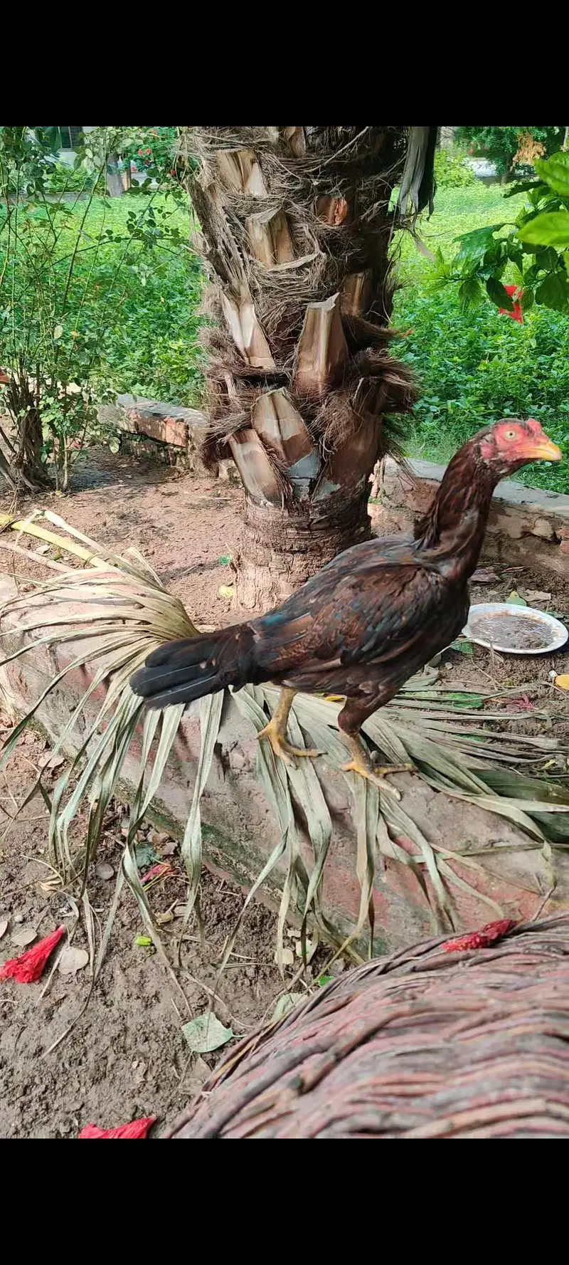Home breed aseel — photo 2