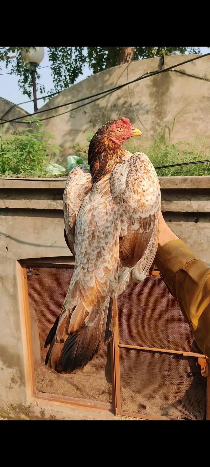 Home breed aseel — photo 3