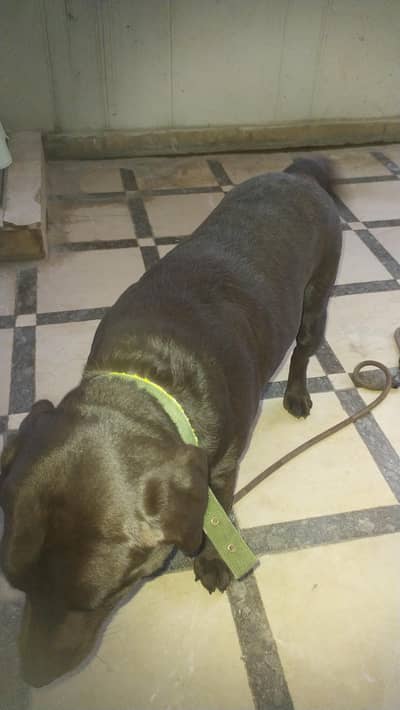 labrador